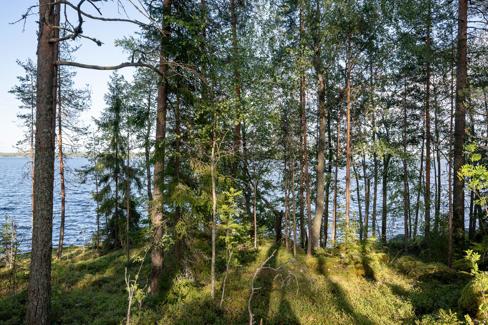 Rannan sekametsää jonka takana pilkottaa tuulessa aaltoileva järvi.