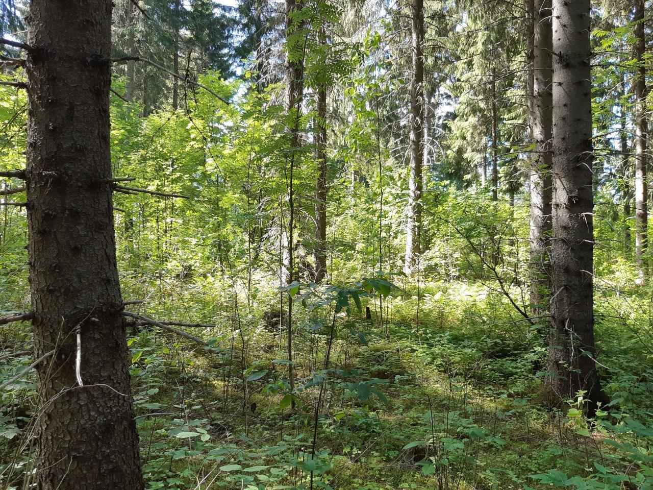 Metsää jossa kasvaa varttuneita kuusia ja nuoria pihlajia.