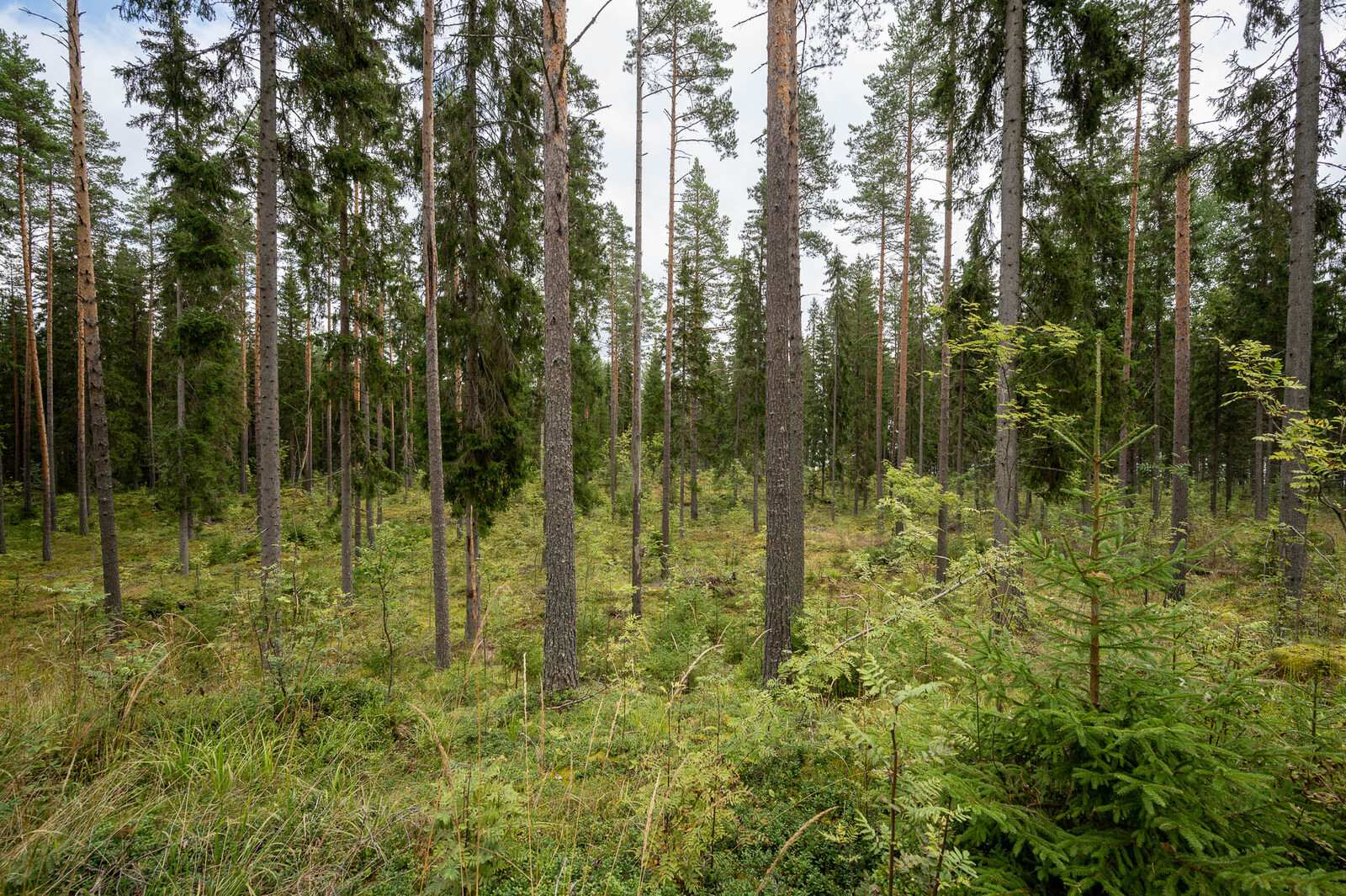 Tontin hyvin harvennettua kuusivaltaista puustoa, seassa pihlajan taimia.