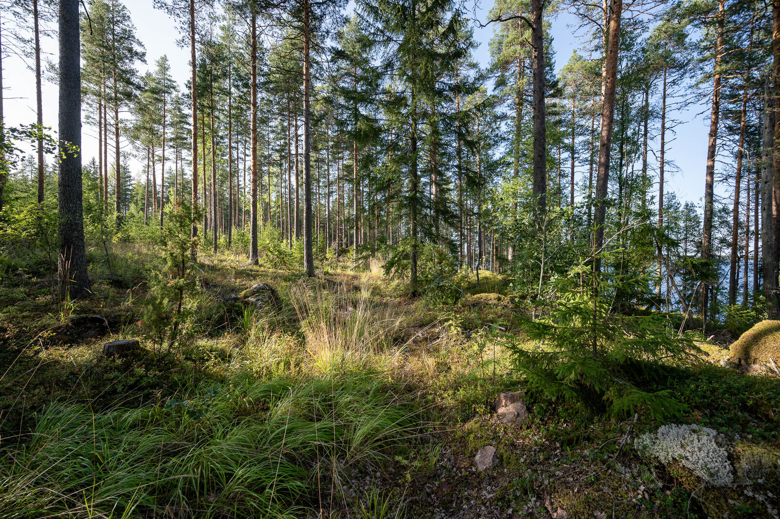 Auringossa kylpevää väljästi harvennettua sekametsää. Maassa kasvaa heinikkoa.