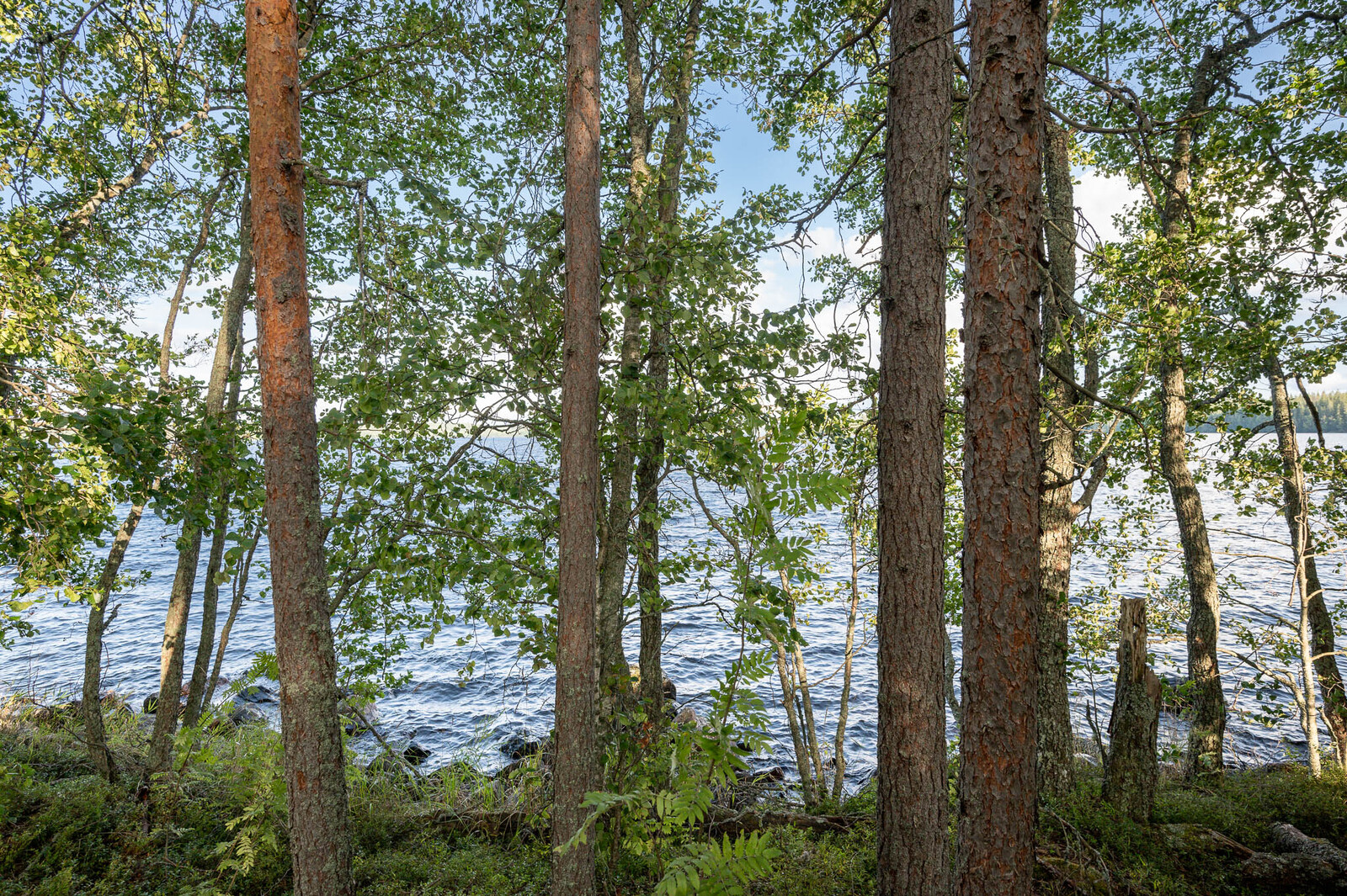 Rannalla kasvaa varttuneita mäntyjä. Puiden takana näkyy tuulessa aaltoileva järvi.