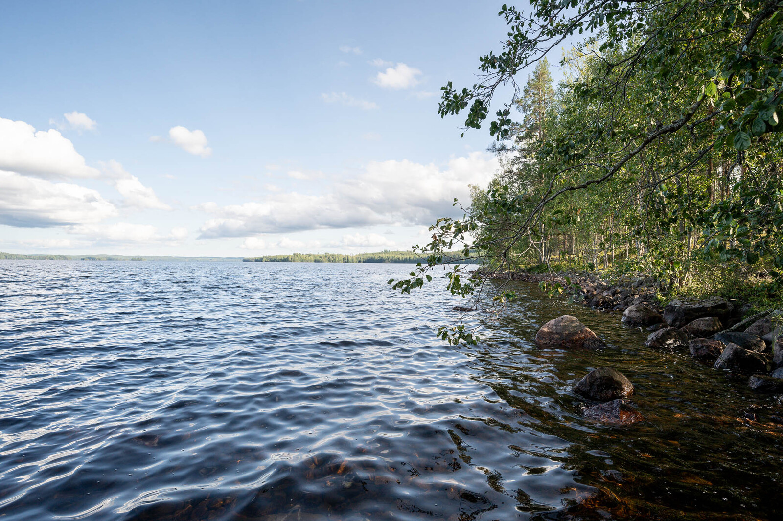 Järven rantaviivaa, oikealla rantametsää, vastaranta näkyy kaukana.