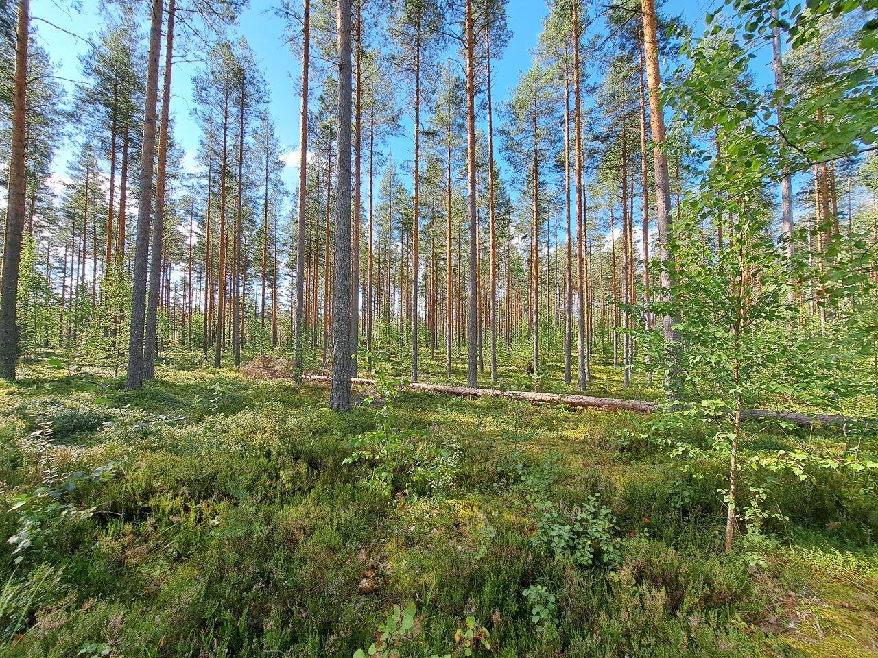 Auringossa kylpevää hyvin harvennettua mäntymetsää.