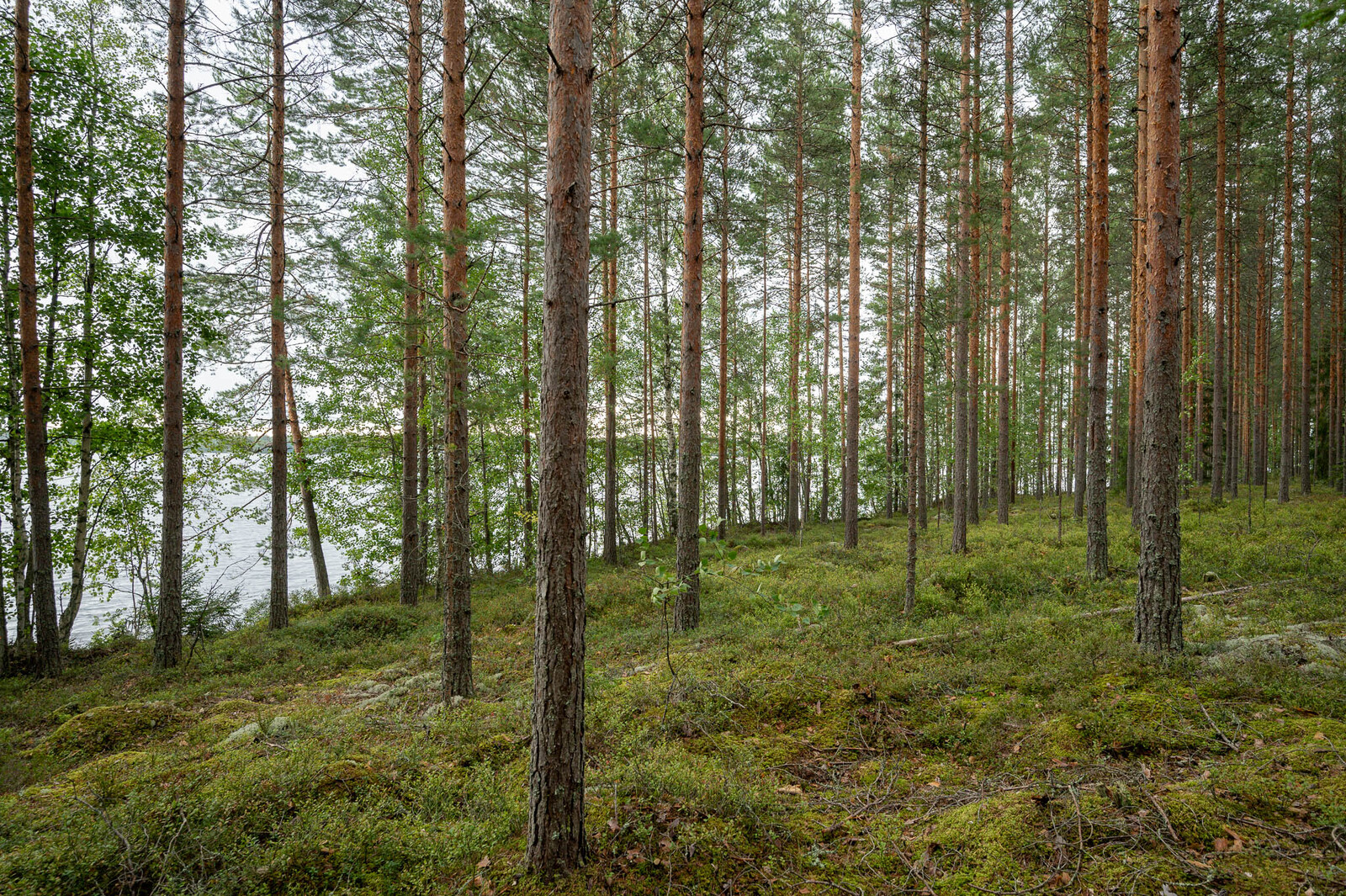 Mäntymetsää jonka taustalla pilkottaa järvi. Maassa kasvaa sammalta ja varpuja.