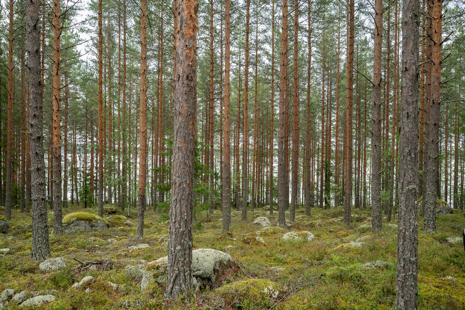 Hyvin harvennettu mäntykangas, maassa sammalten ja varpujen seassa on isoja kiviä.
