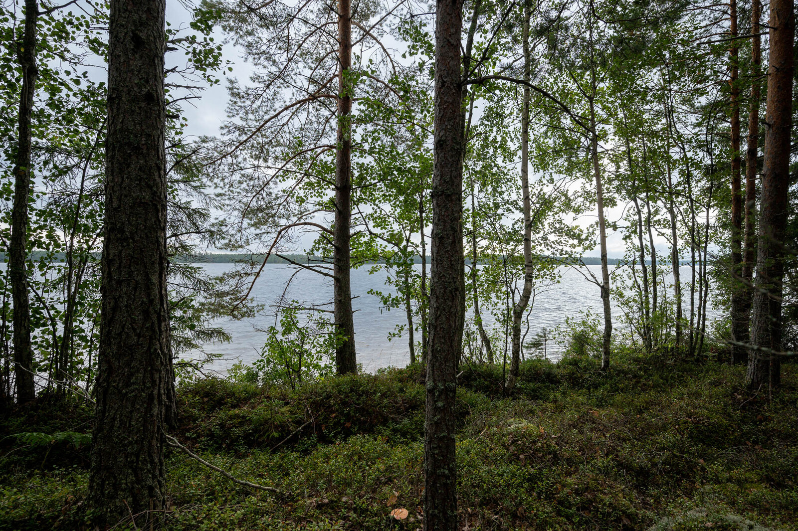 Kuusien ja lehtipuiden takaa näkyy järvi. Maassa kasvaa varpuja.