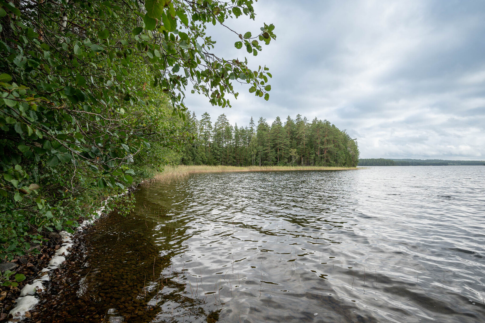 Kivistä rantaviivaa, järven aallot ovat tehneet rantaviivaan vaahtoa. Mantereella kasvaa lehtipuita.