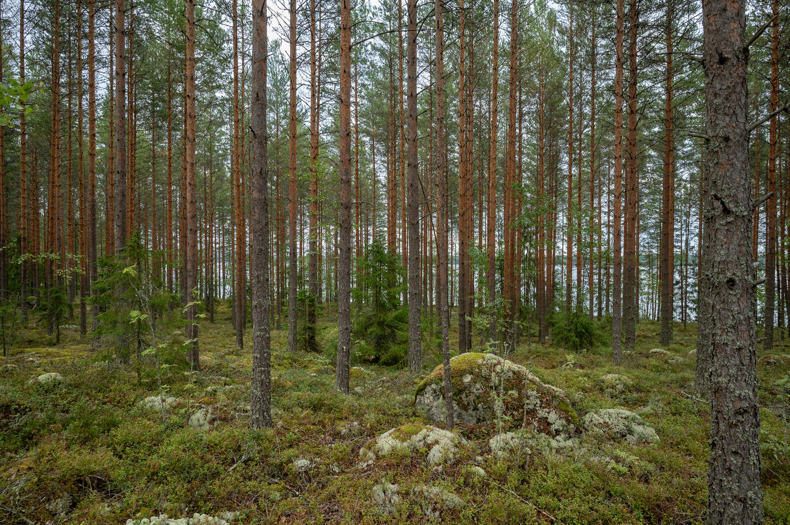 Hyvin harvennettu mäntykangas, maassa sammalten ja varpujen seassa on isoja kiviä.