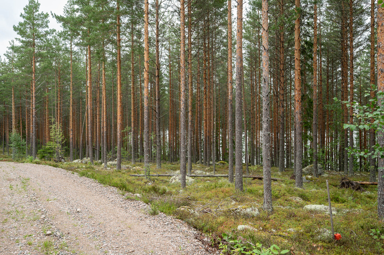 Soratie ja hyvin harvennettu mäntykangas, maassa sammalten ja varpujen seassa on isoja kiviä.
