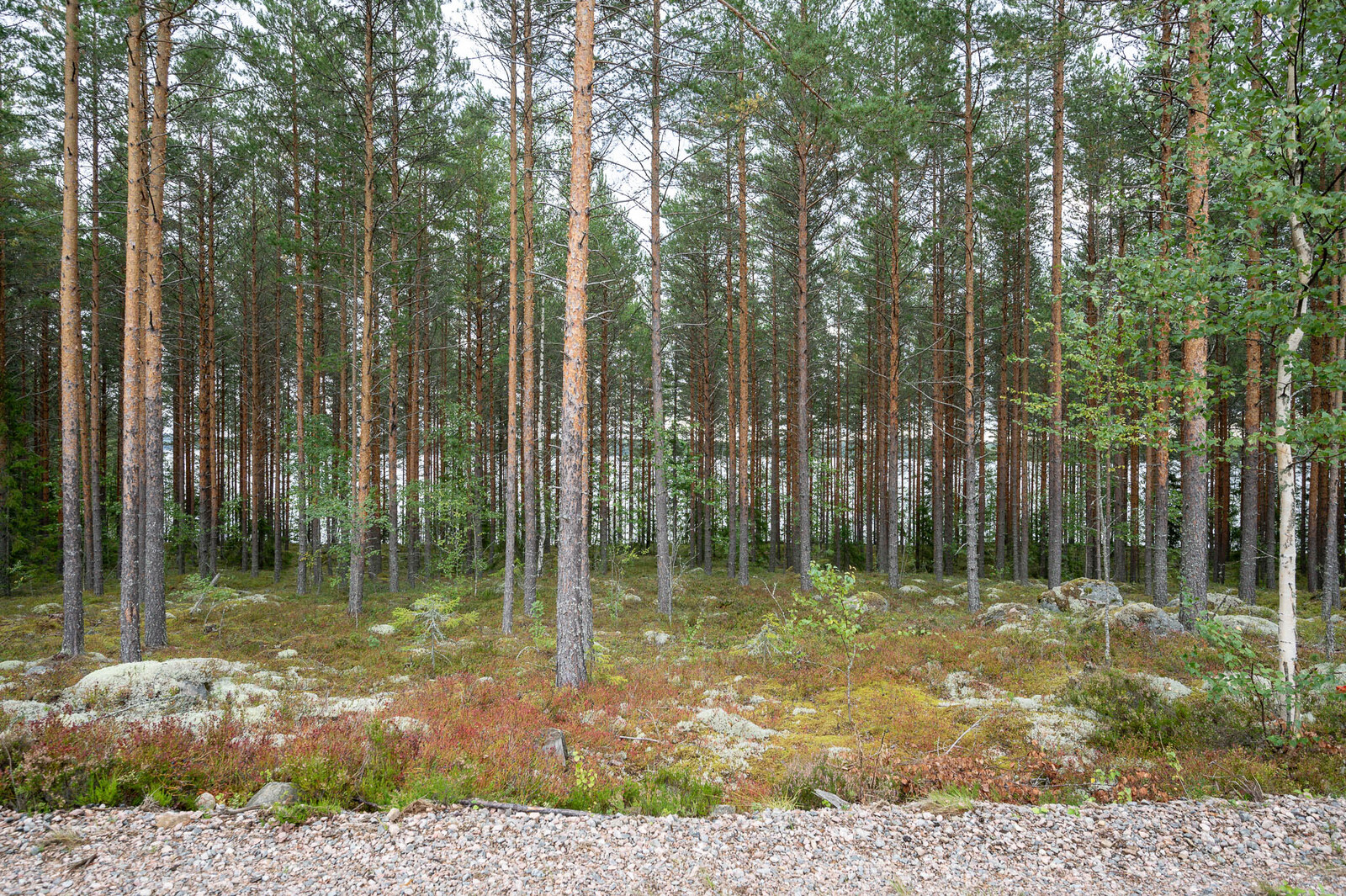 Soratie ja hyvin harvennettu mäntykangas, maassa varpujen seassa on isoja kiviä.