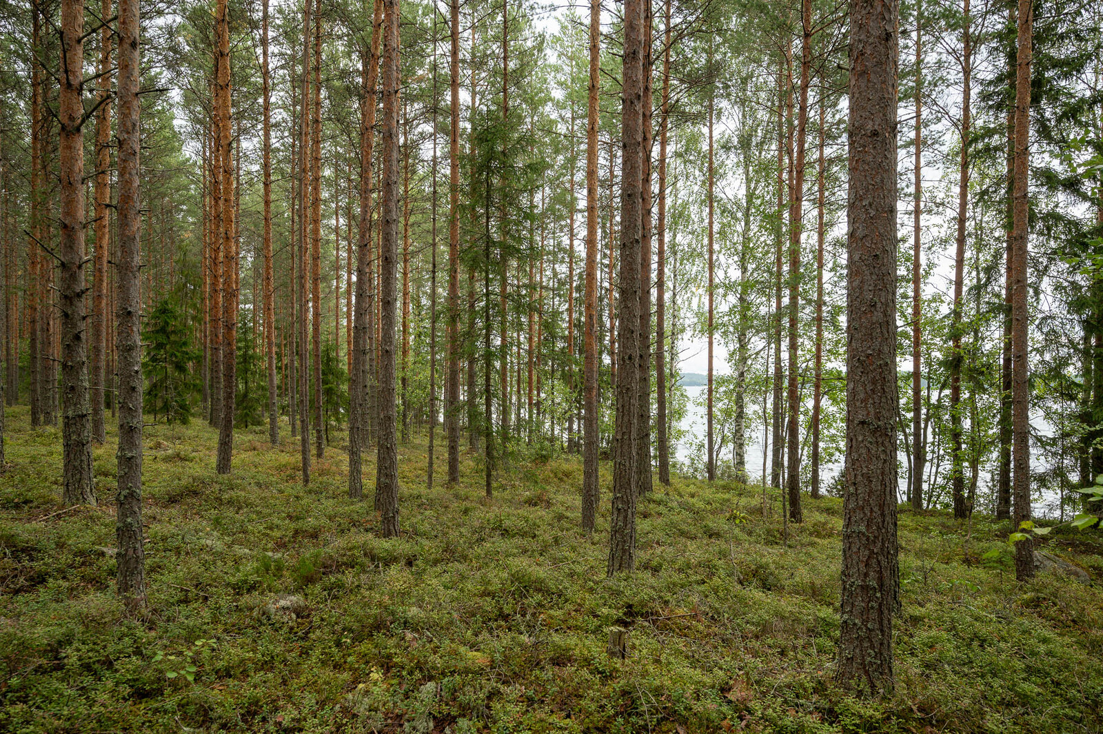 Hyvin harvennettu mäntykangas, maassa kasvaa kunttaa.