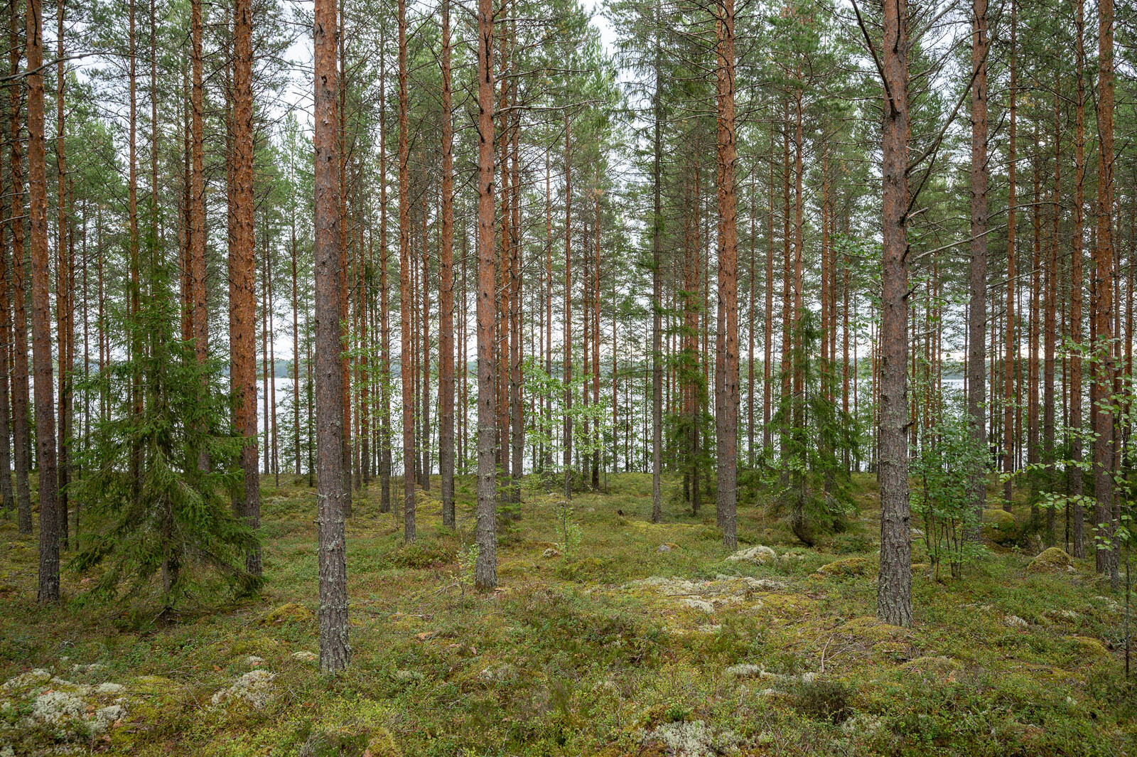 Mäntymetsää jonka taustalla pilkottaa järvi.