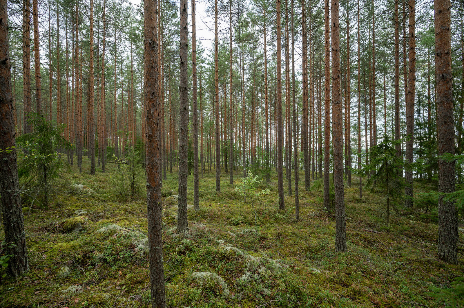 Hyvin harvennettu mäntykangas, maassa sammalten ja varpujen seassa on isoja kiviä.