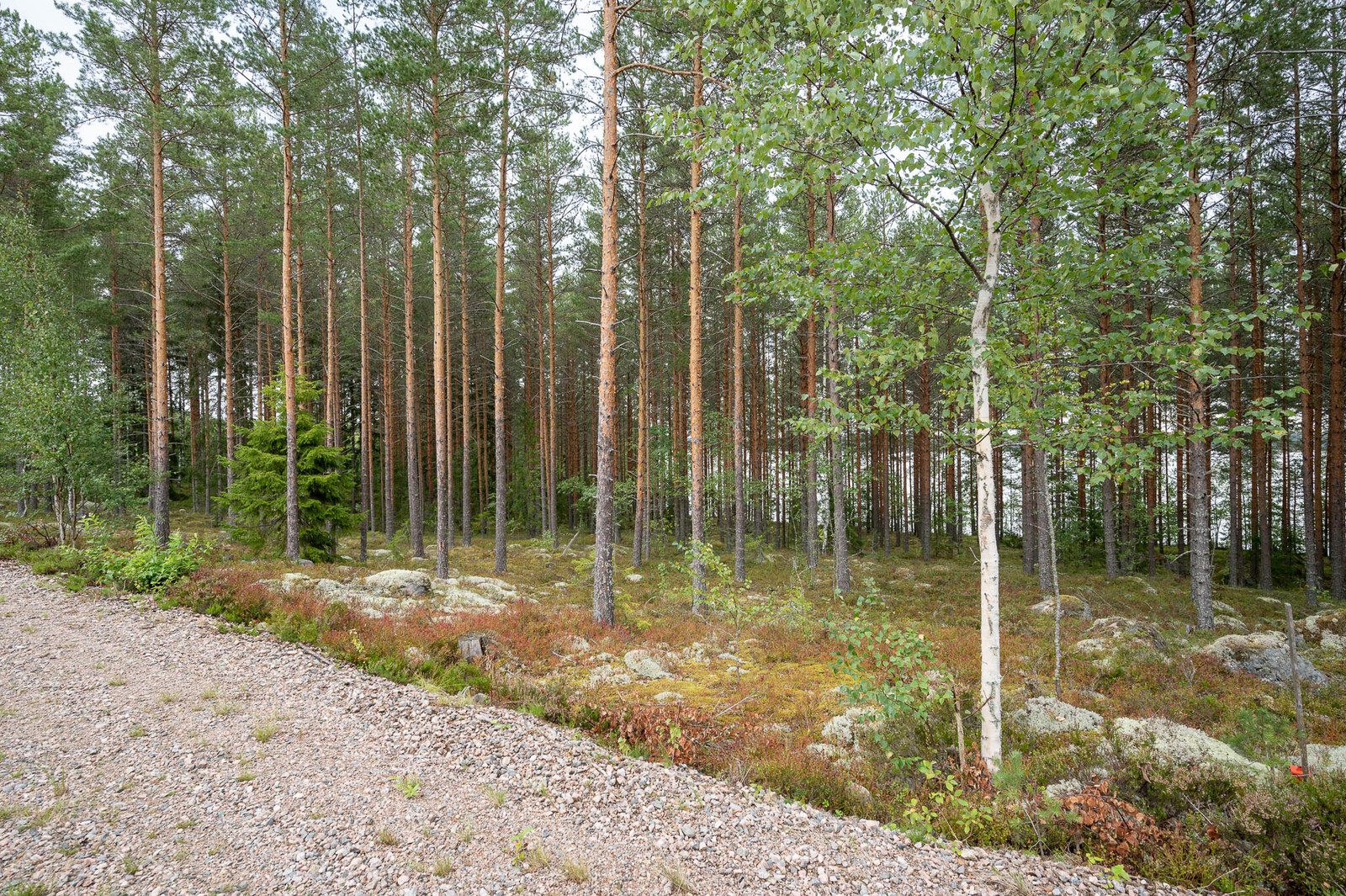 Soratie ja hyvin harvennettu mäntykangas, maassa varpujen seassa on isoja kiviä.