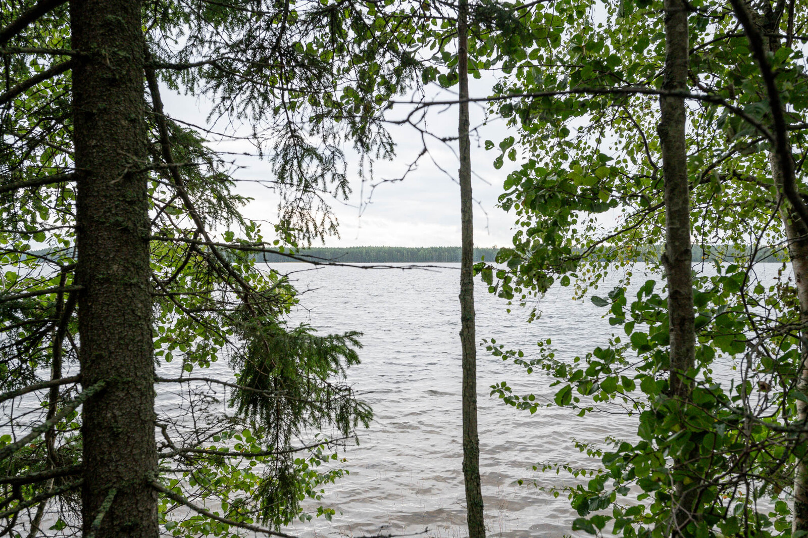 Kuusien ja lehtipuiden takaa näkyy harmaana aaltoileva järvi.