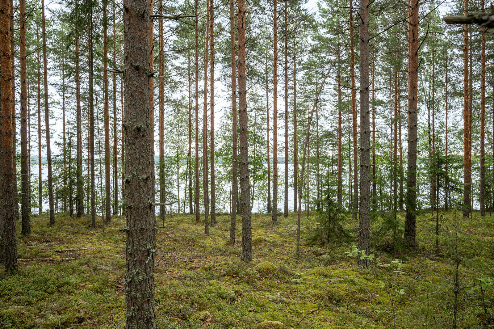 Mäntymetsää jonka taustalla pilkottaa järvi.