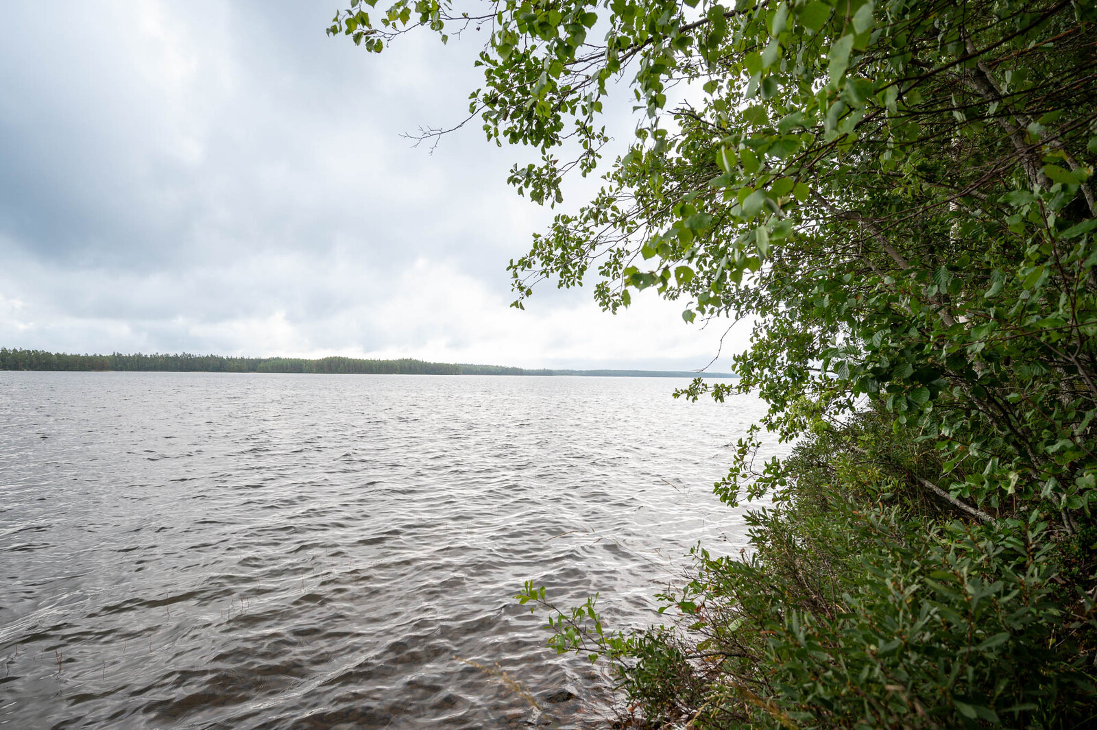 Pilvinen taivas ja harmaana aaltoileva järvi. Rannalla kasvaa lehtipuita.