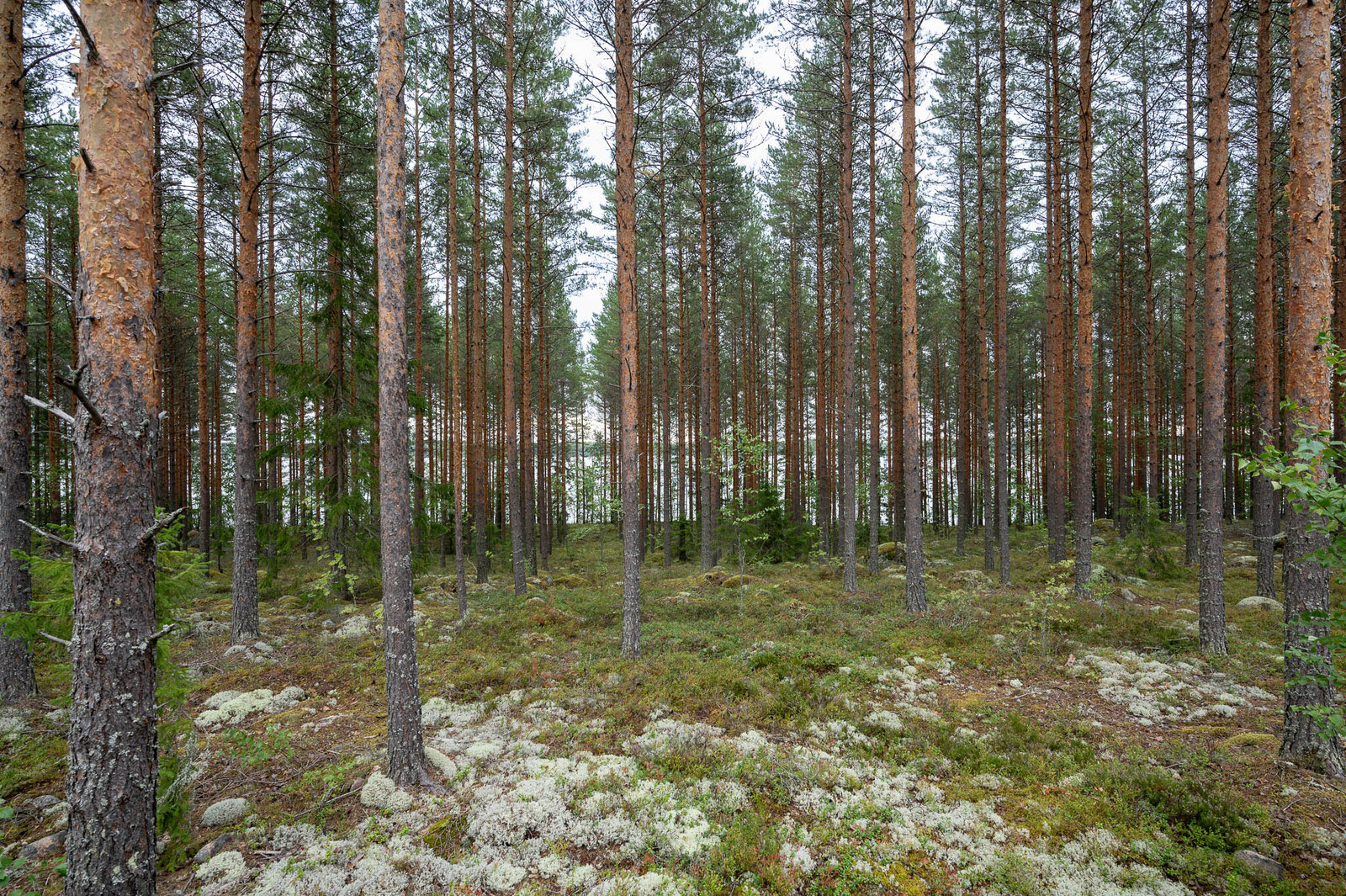 Hyvin harvennettu mäntykangas, maassa on paljon jäkälää.