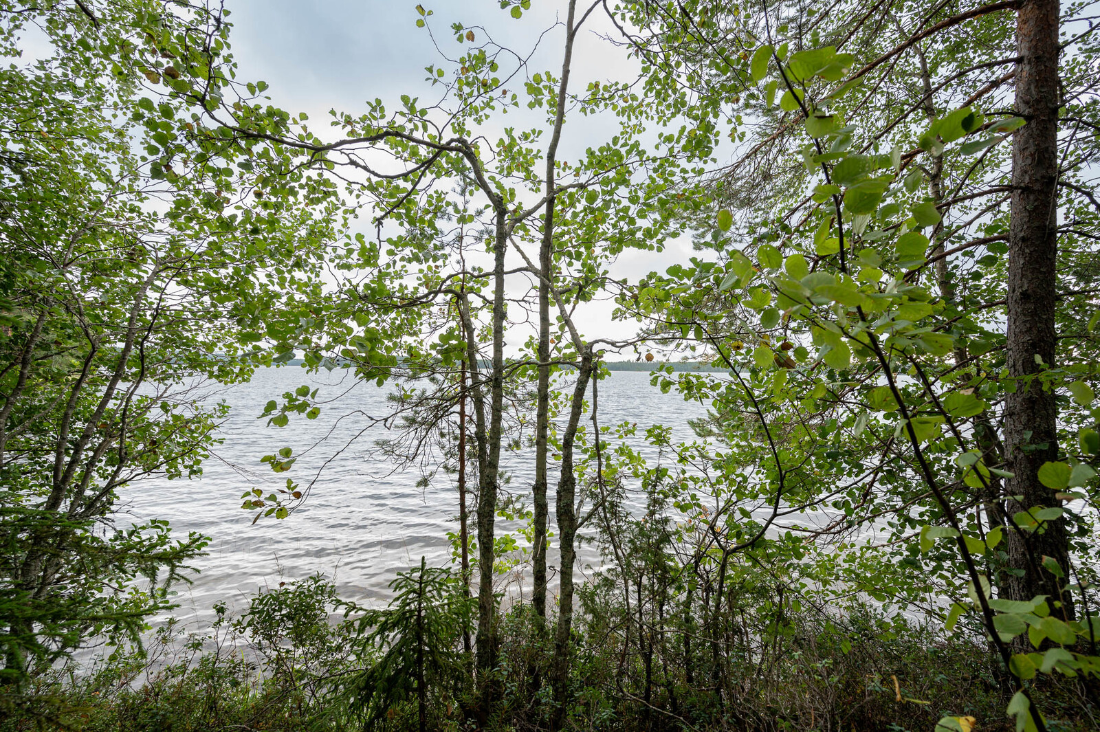 Nuorten lehtipuiden lomasta näkyy järvi.