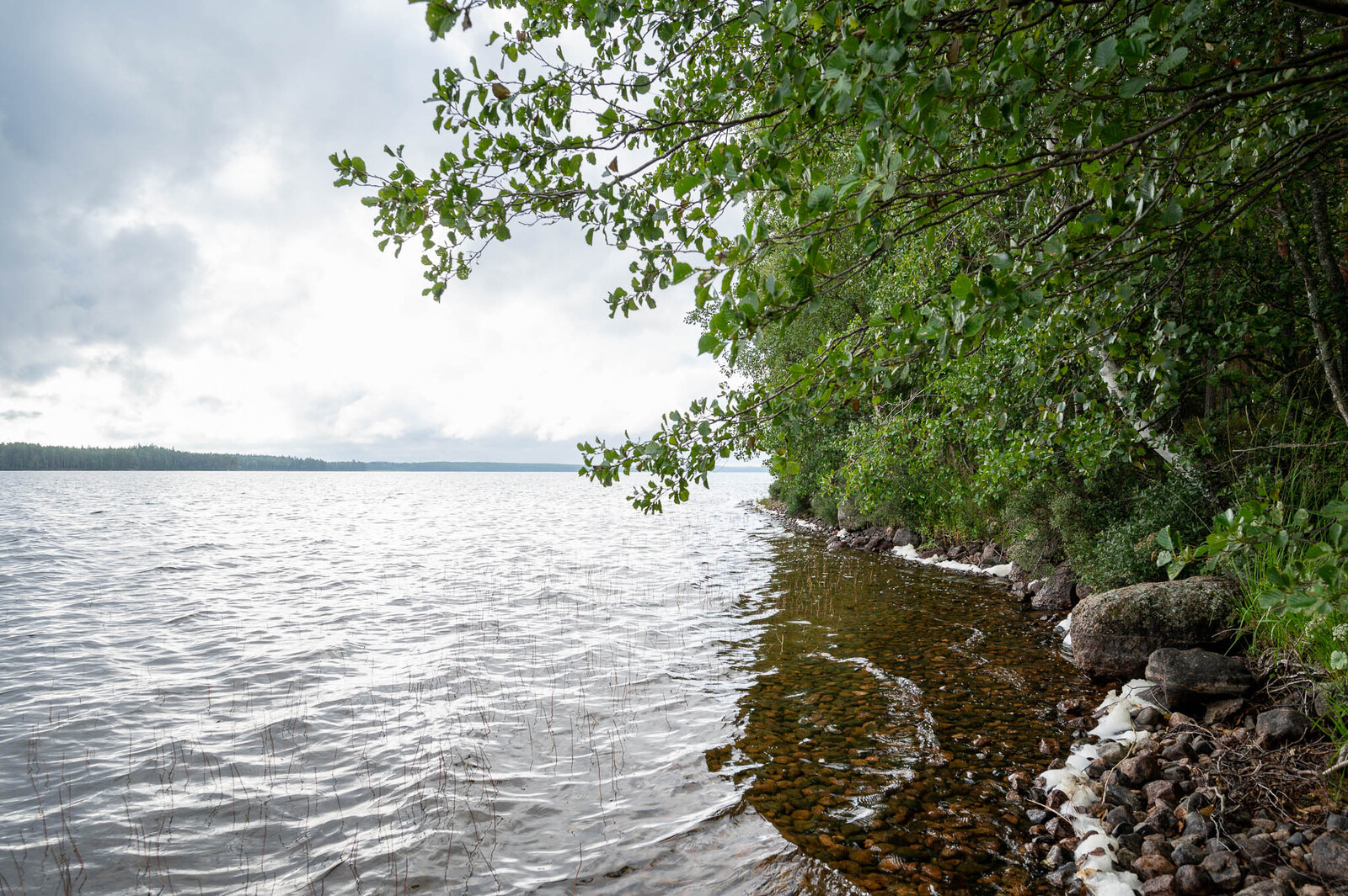 Pilvinen taivas ja harmaana aaltoileva järvi. Rannalla kasvaa lehtipuita ja rantavedessä on kiviä.