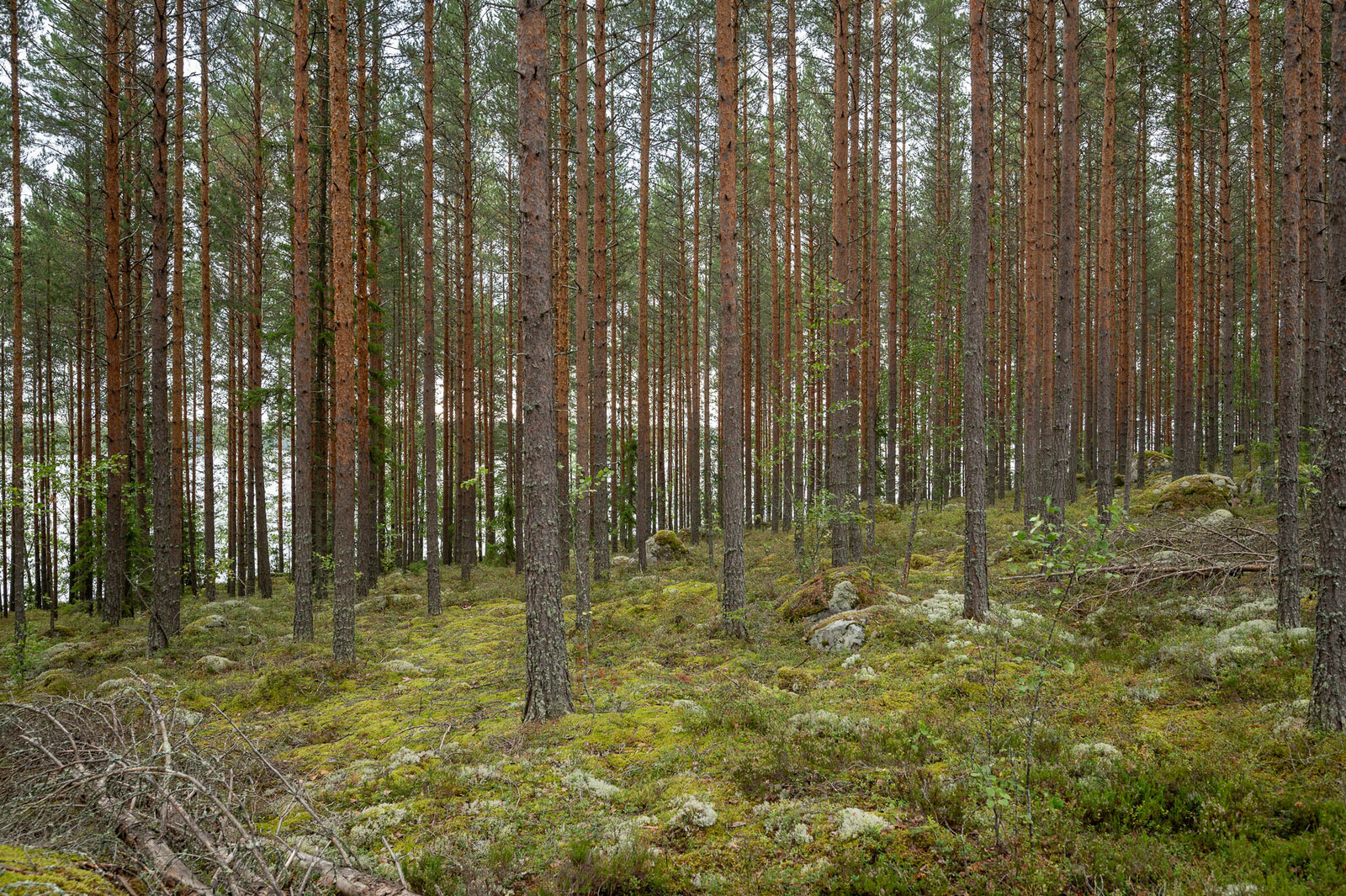 Hyvin harvennettu mäntykangas, maassa sammalten ja varpujen seassa on isoja kiviä.