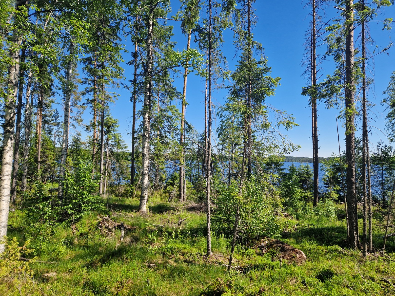 Rannan läheisyydessä kasvaa myös lehtipuita, jotka näkyvät kuvassa.