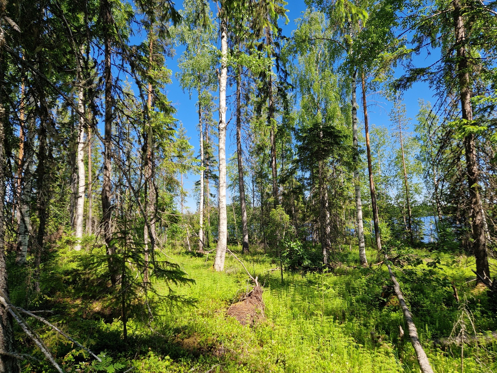 Kuvaassa näkyy mäntyjä ja muutama koivu, tontin takamaastoa.