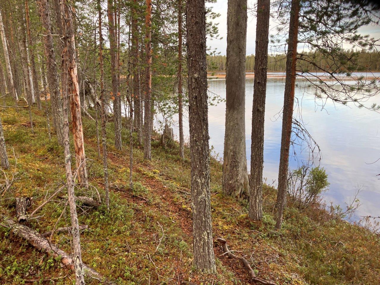 Järven rantaa ja mäntymetsää