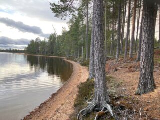 Järven rantaa ja mäntymetsää