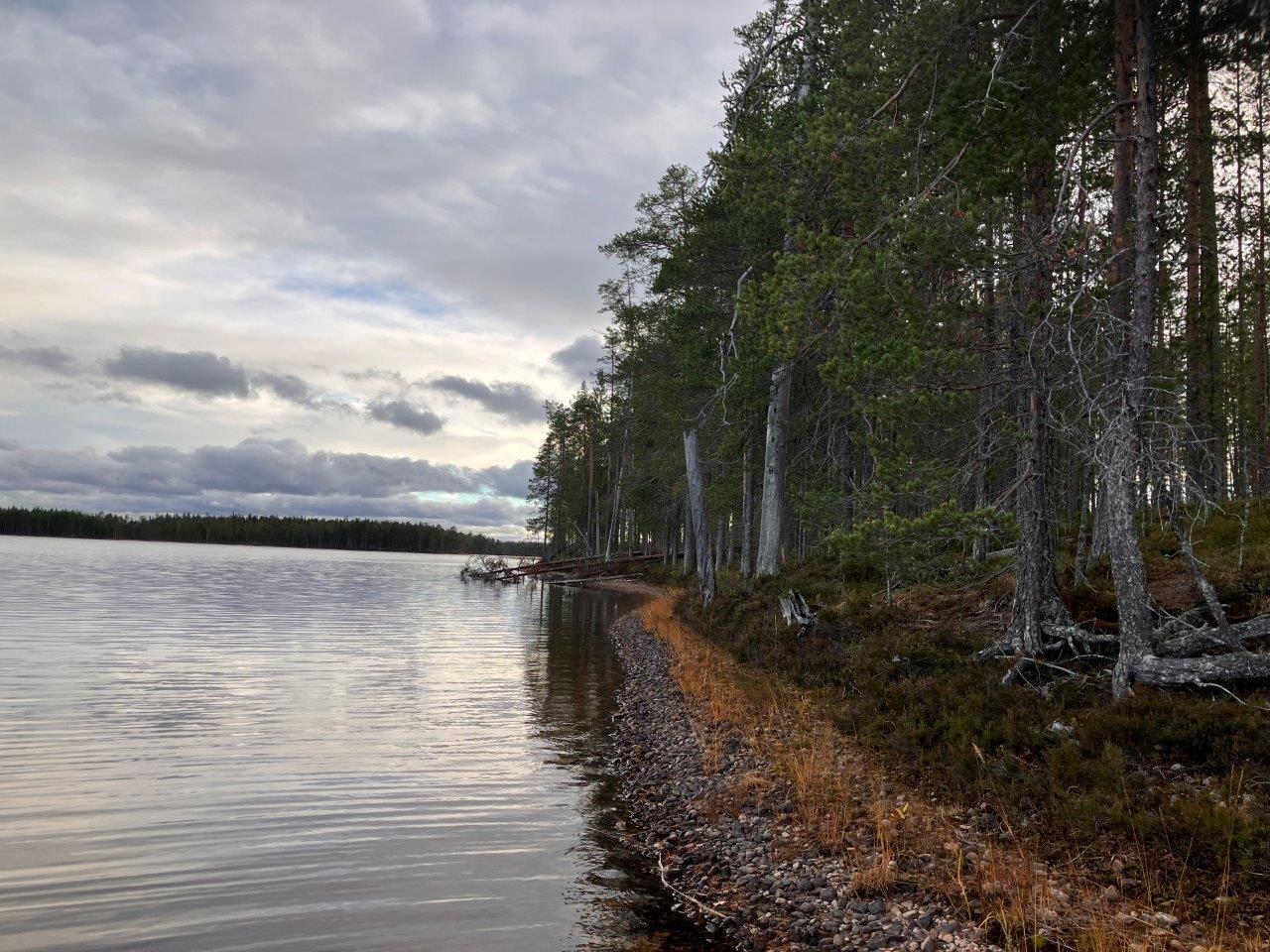 Järvenrantaa ja mäntymetsää