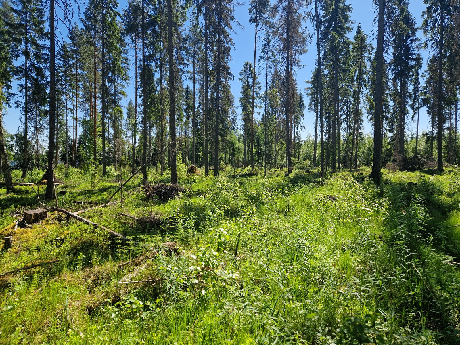 Kuvassa näkyy mäntyjä ja pientä lehtipuustoa, kuva järveltä päin.