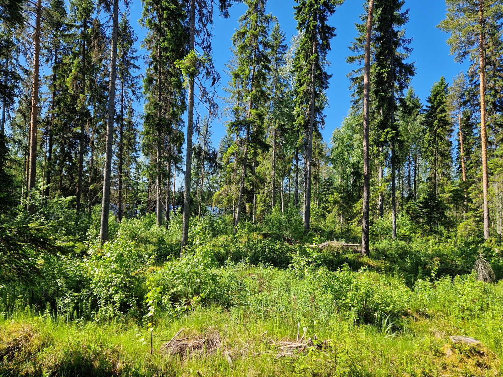 Kuva on tontin keskeltä, jossa kasvaa pientä lehtipuustoa.