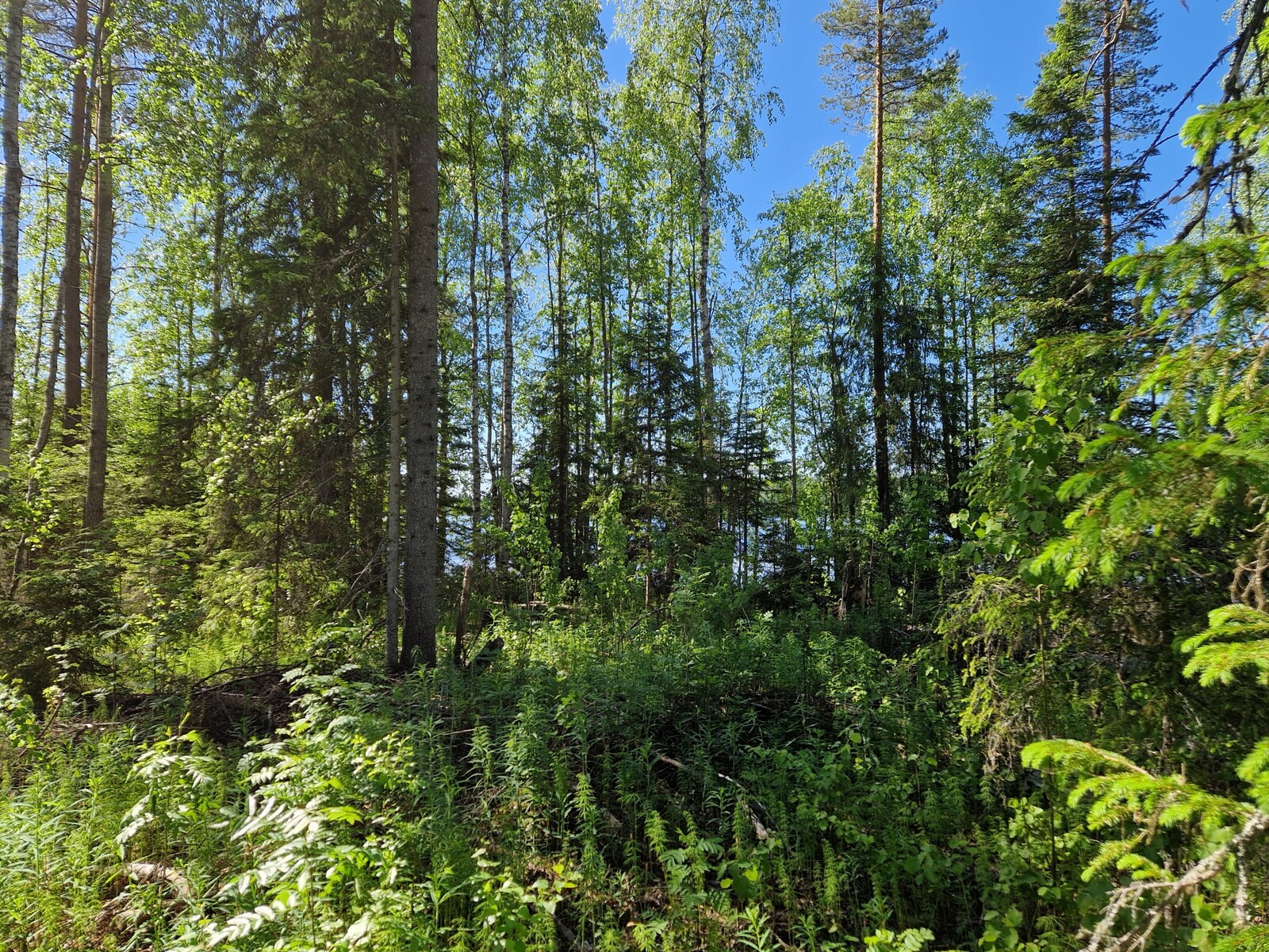 Kuvassa näkyy etualalla kuusi ja lehtipuita.