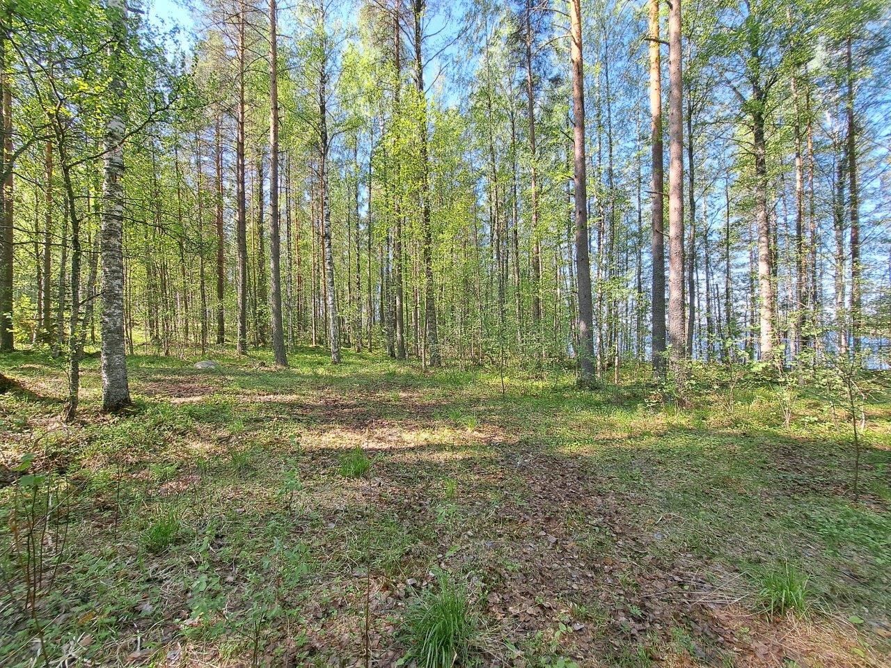 Koivuja kasvaa rannalla, puiden takaa pilkottaa järvi, aurinko paistaa.
