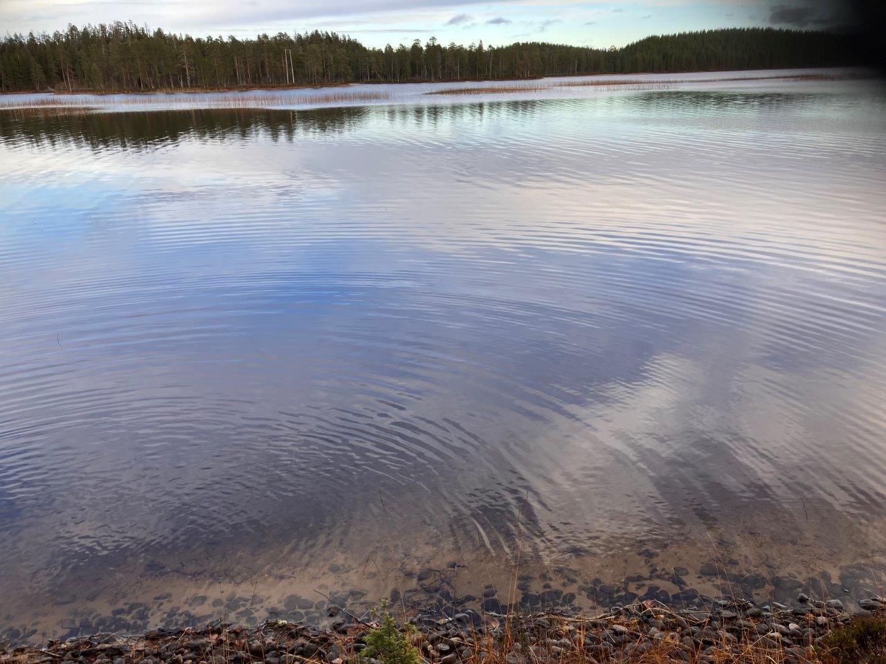 Järvenrantaa ja mäntymetsää