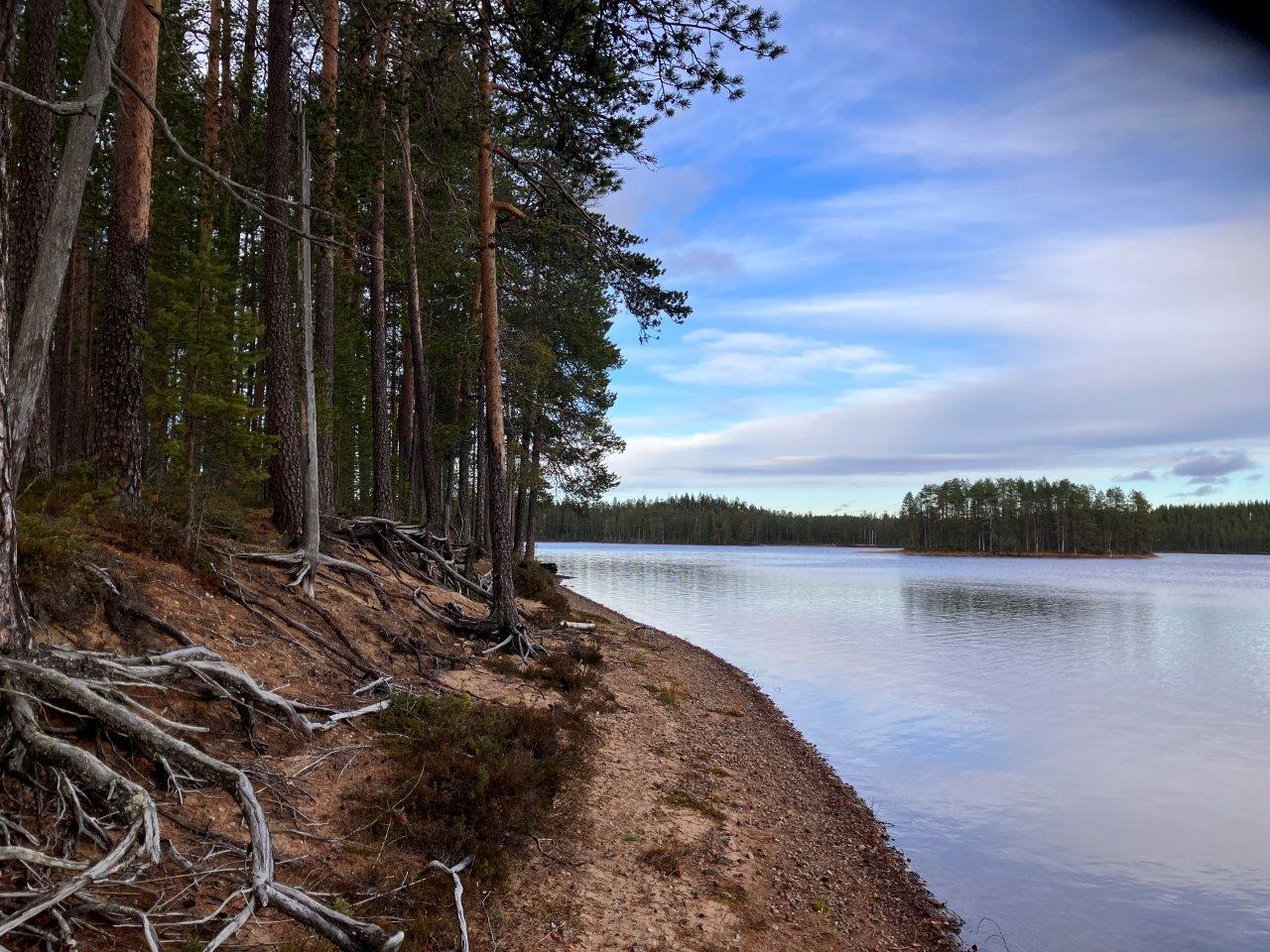Järven rantaa ja mäntymetsää