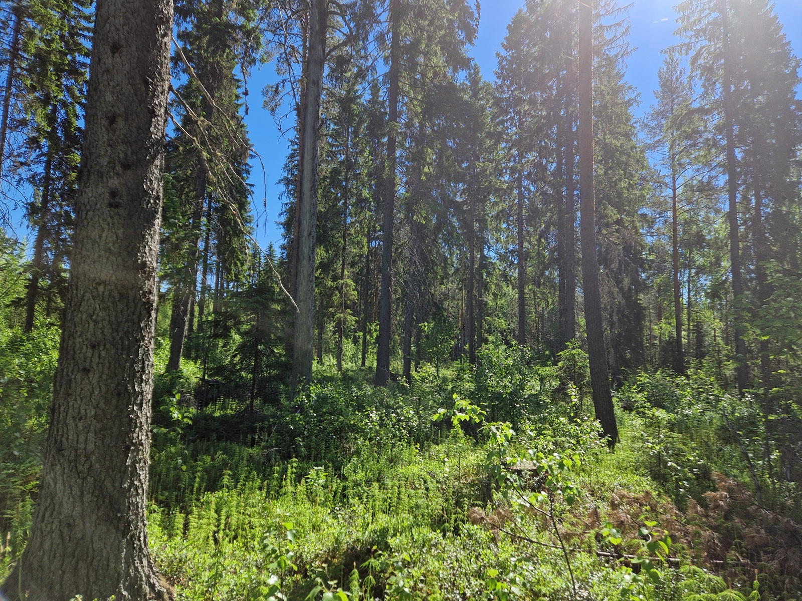 Kuvassa näkyy mäntyjä.