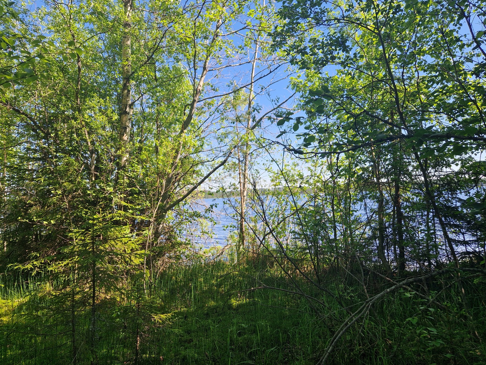 Rantapuustoa, koivuja näkyy kuvassa.