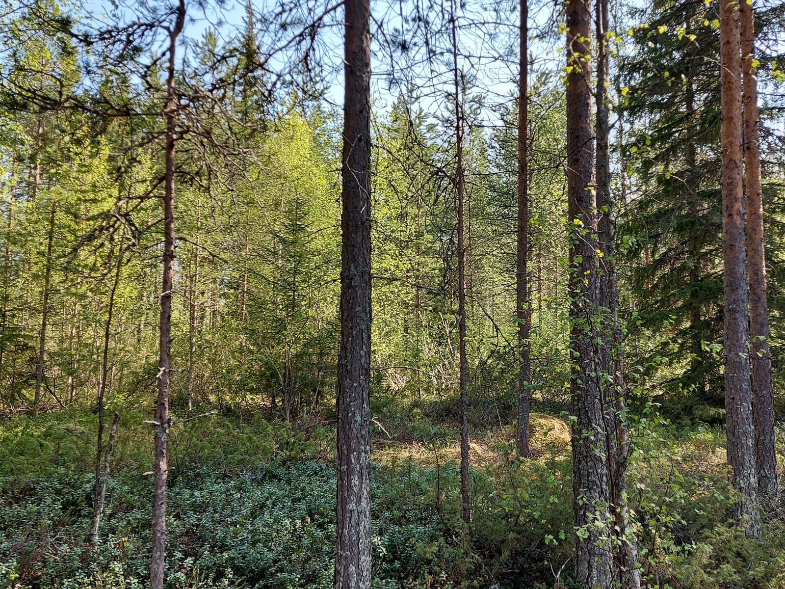Tontti rannasta päin katsottuna. Tontilla kasvaa mäntypuita ja jonkin verran lehtipuita.