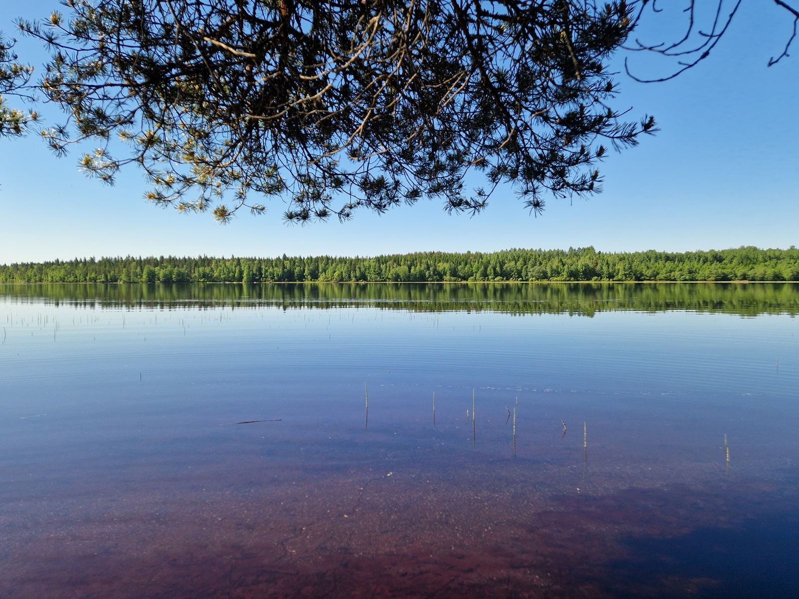 Kuvassa näkyy järven vastaranta.