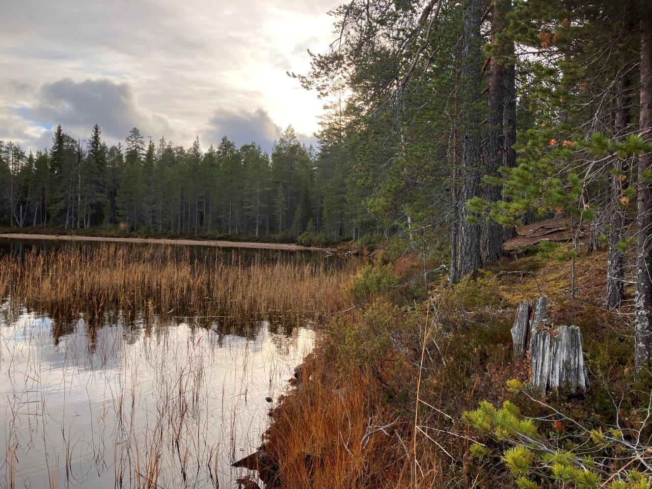 Mäntymetsää, vesistöä