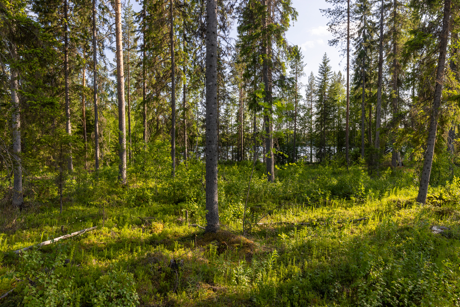 Tontin takamaastossa kasvaa mäntyjä  ja jonkin verran pientä lehtipuustoa.