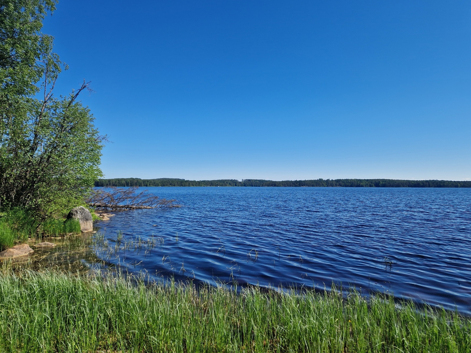 Kuva järven rannasta, jossa kasvaa heinikkoa, kiviä rannassa.
