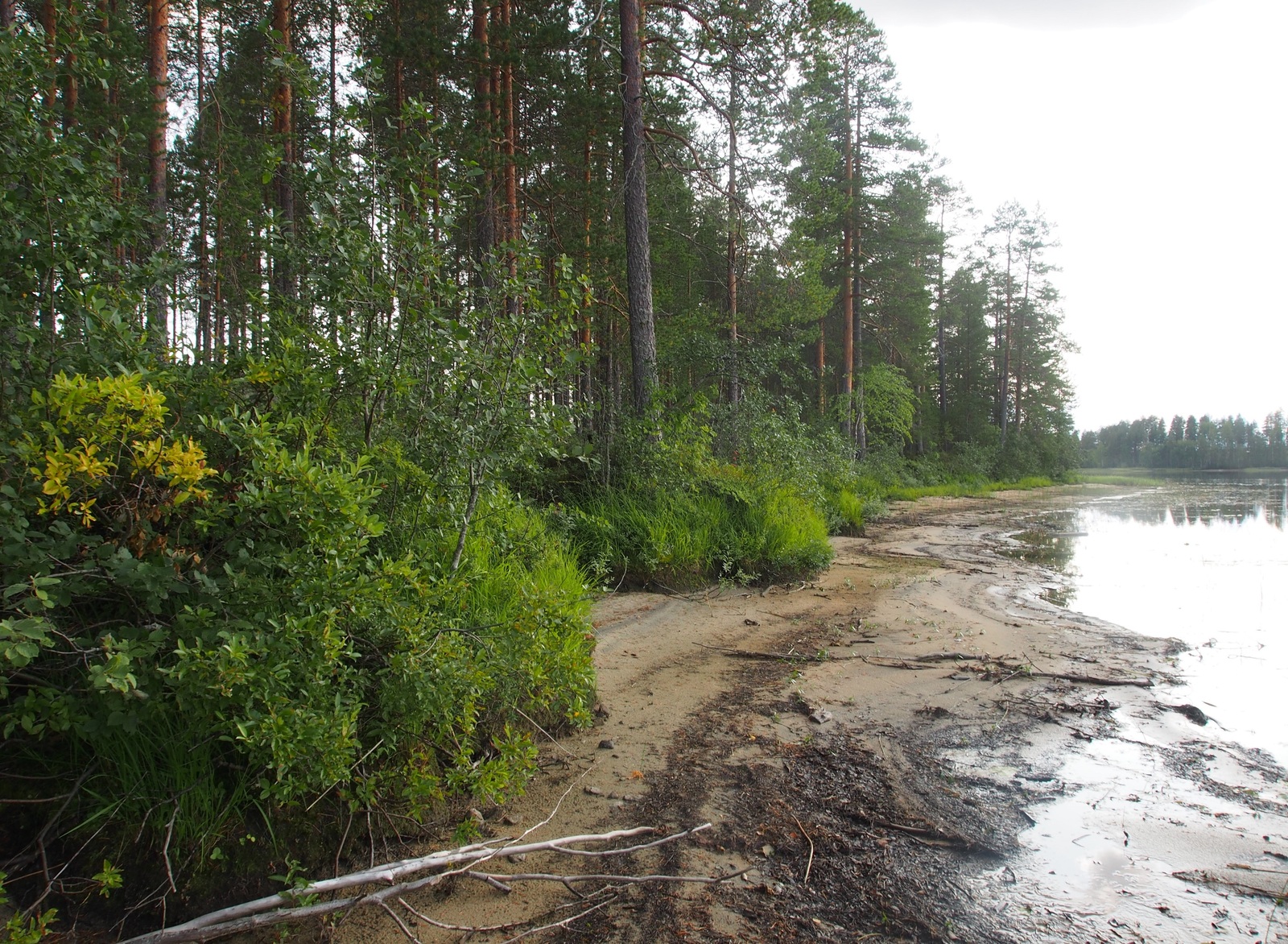 Vehreä sekametsä reunustaa hiekkarantaista järveä. Rantaviiva kaartuu takaoikealle,