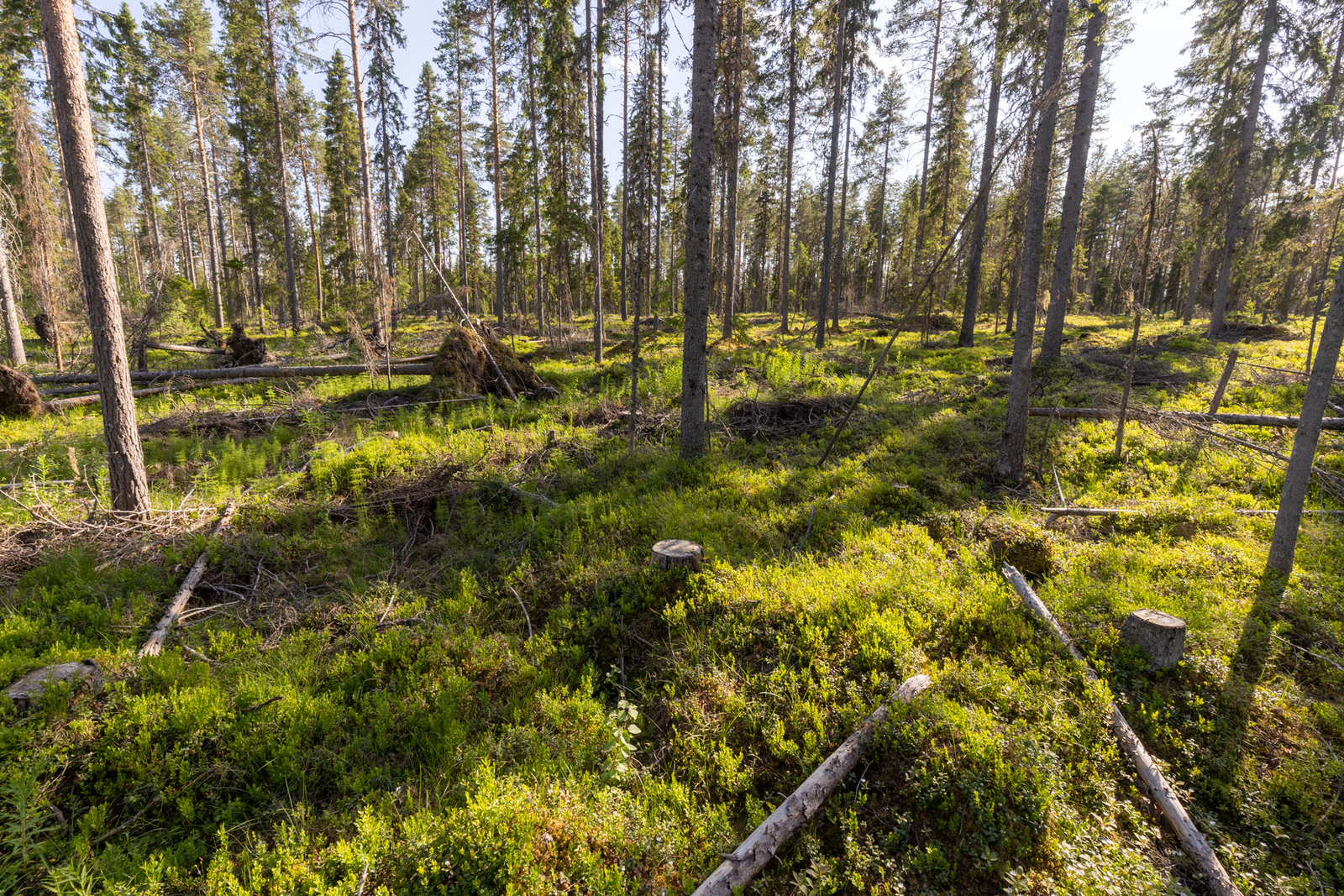 Tontin takamaastoa, mäntykangasta.