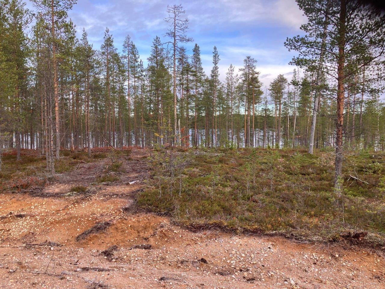 Järvenrantaa ja mäntymetsää