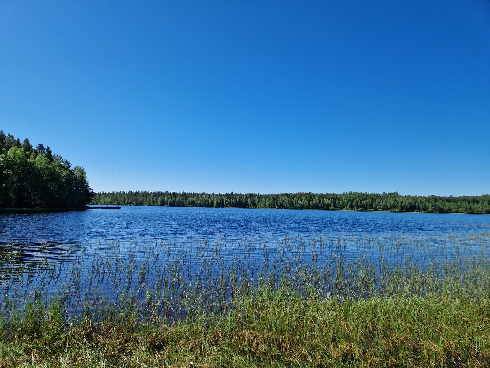 Ranta-alueella kasvaa heinää, kuvassa näkyy Kannaksensaari.