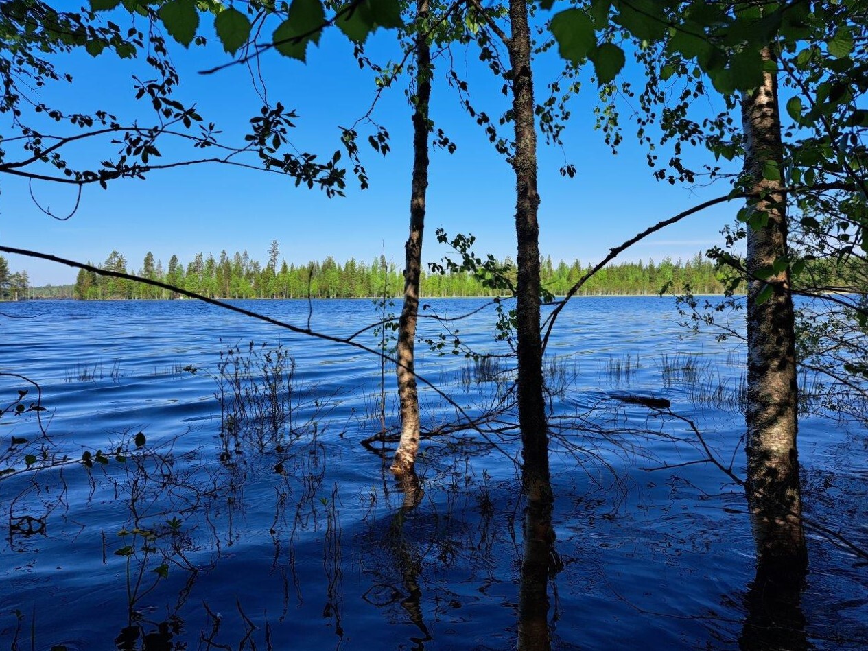 Rannan vesi on korkealla ja koivut kasvavat vedestä, järvi ja taivas on sininen.