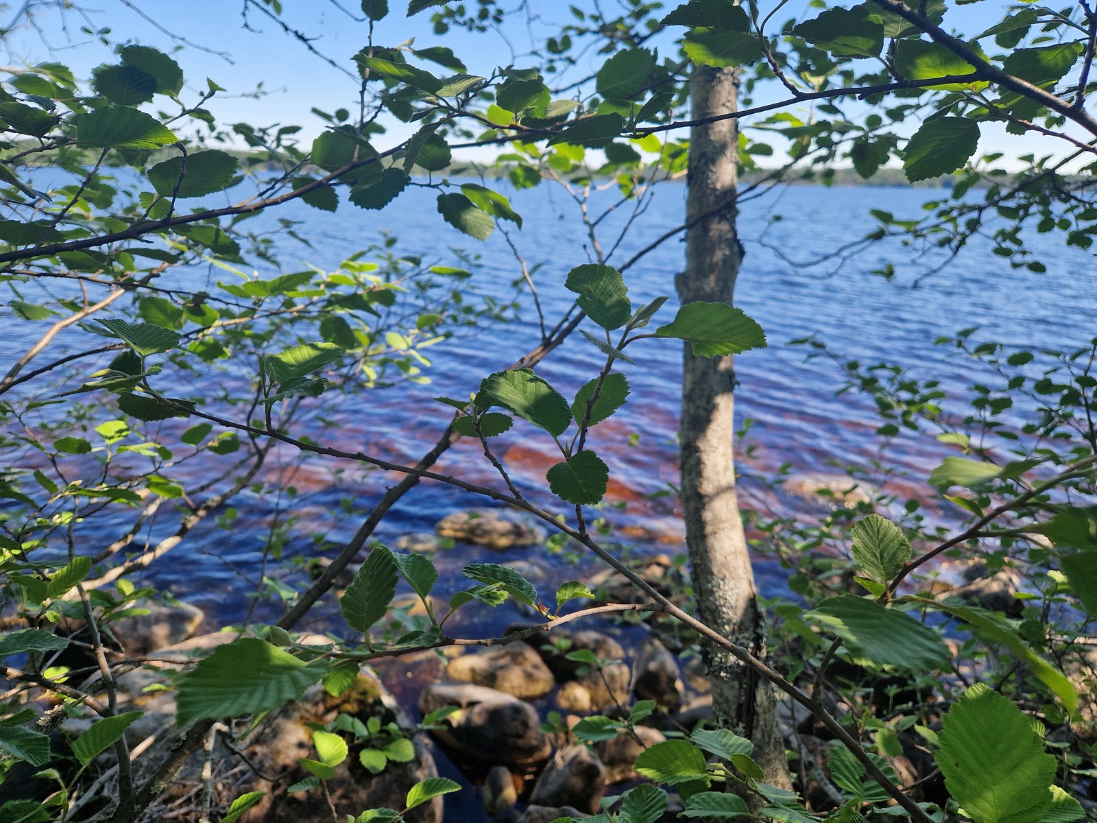 Rannassa on kiveä ja lehtipuustoa.