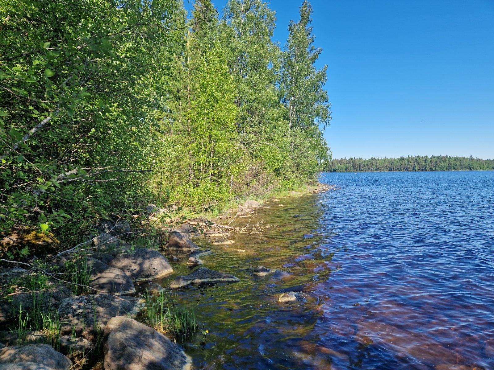 Rantaviivaa, jossa näkyy lehtipuustoa ja rannan kivet.